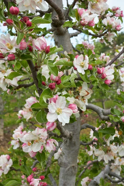 Malus Domestica Белые Розовые Цветы — стоковое фото