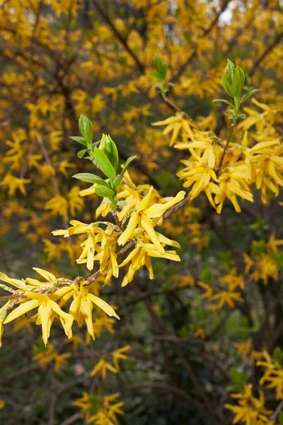 Flores Amarillas Los Arbustos Forsitia — Foto de Stock