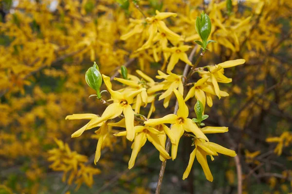 Žluté Květy Keře Forsythia — Stock fotografie