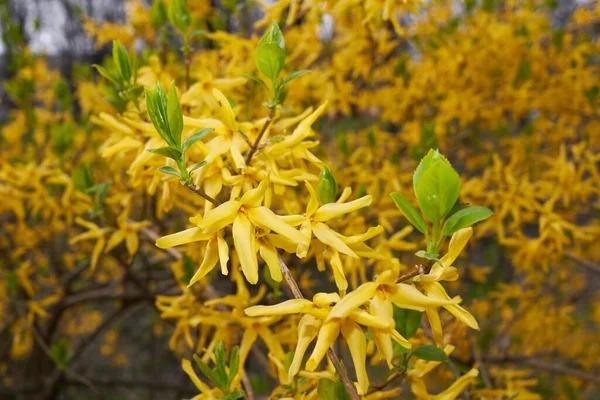 Flores Amarillas Los Arbustos Forsitia — Foto de Stock