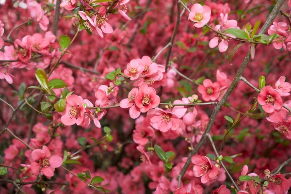 Chaenomeles speciosa shrub in bloom
