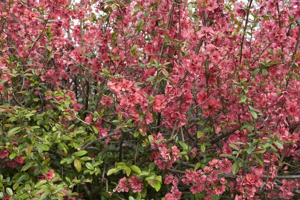 Chaenomeles Speciosa Shrub Bloom — Foto de Stock