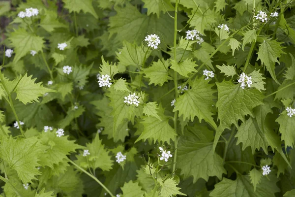 Vita Blommor Alliaria Petiolata Växt — Stockfoto