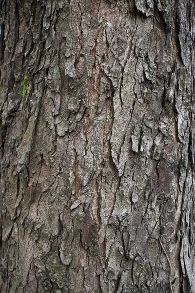 Aesculus Hippocastanum Kéreg Közeli — Stock Fotó