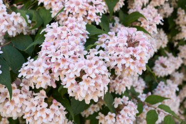 Abelia x grandiflora çiçek açmış çalılar