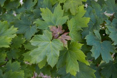 Taze yapraklar ve Acer sahte platanus ağacının meyvesi.