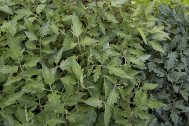 Lycopersicon esculentum bitkileri ekilmeye hazır.