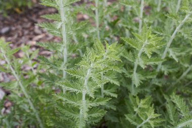 Perovskia atriplisifolia bitkilerinin dokulu yaprakları