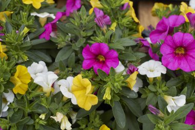 Petunia Calibrachoa çiçek açtı