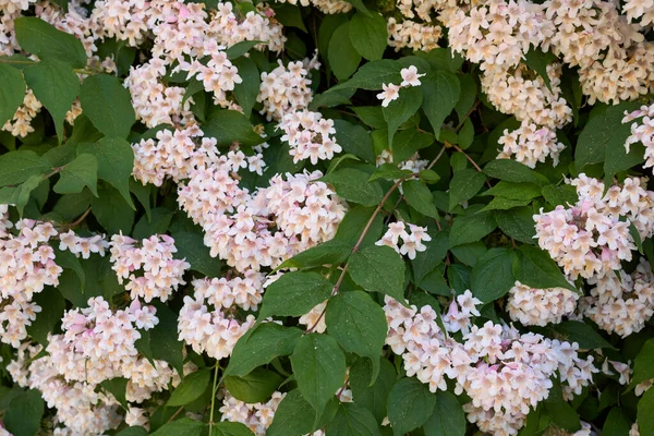 Keř Abelia Grandiflora Květu — Stock fotografie