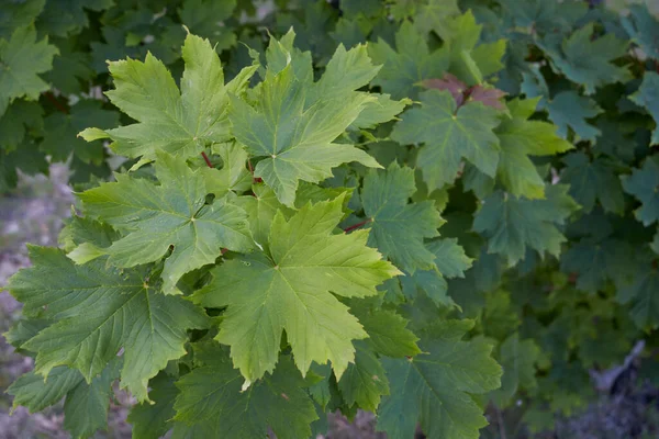 Νωπά Φύλλα Και Καρποί Του Δέντρου Acer Pseudoplatanus — Φωτογραφία Αρχείου