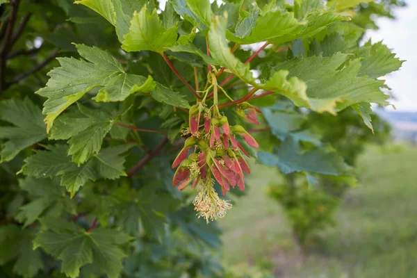 Νωπά Φύλλα Και Καρποί Του Δέντρου Acer Pseudoplatanus — Φωτογραφία Αρχείου