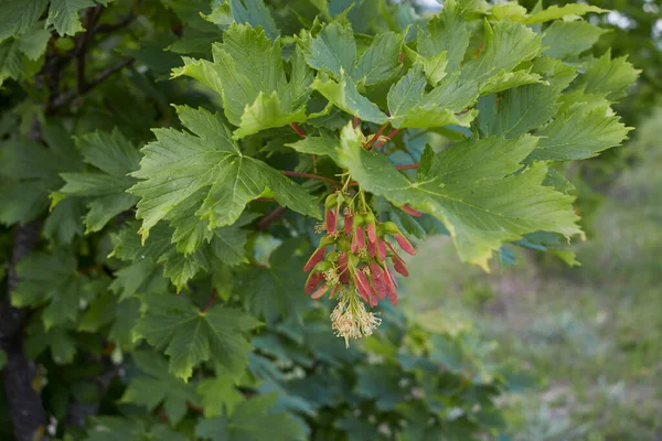 Taze Yapraklar Acer Sahte Platanus Ağacının Meyvesi — Stok fotoğraf