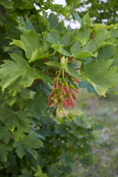 Verse Bladeren Vruchten Van Acer Pseudoplatanusboom — Stockfoto