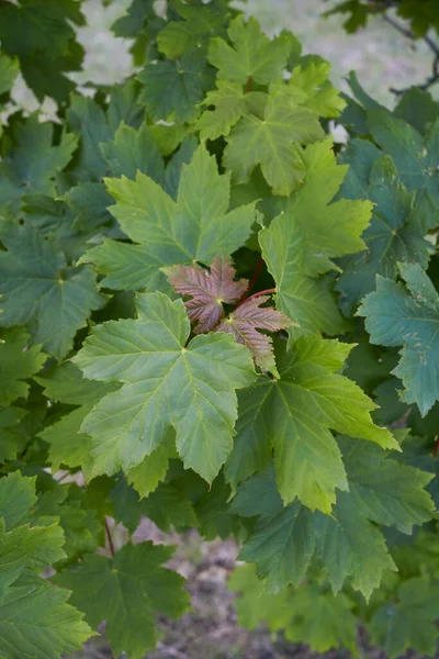 Fresh Leaves Fruit Acer Pseudoplatanus Tree — Stock Photo, Image