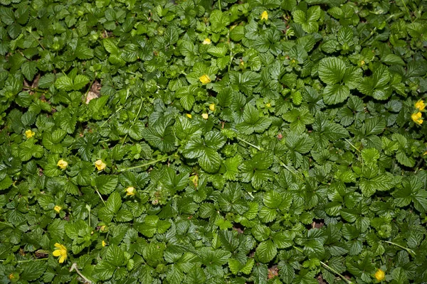 Duchesnea Indica Strukturerade Blad — Stockfoto