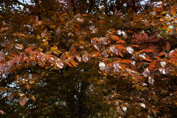 Czerwone Liście Drzewa Fagus Sylvatica Purpurea Wiosną — Zdjęcie stockowe