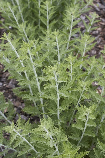 Perovskia Atriplisifolia Bitkilerinin Dokulu Yaprakları — Stok fotoğraf