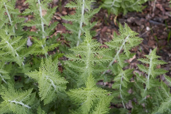 Teksturowane Liście Roślin Perovskia Atriplicifolia — Zdjęcie stockowe