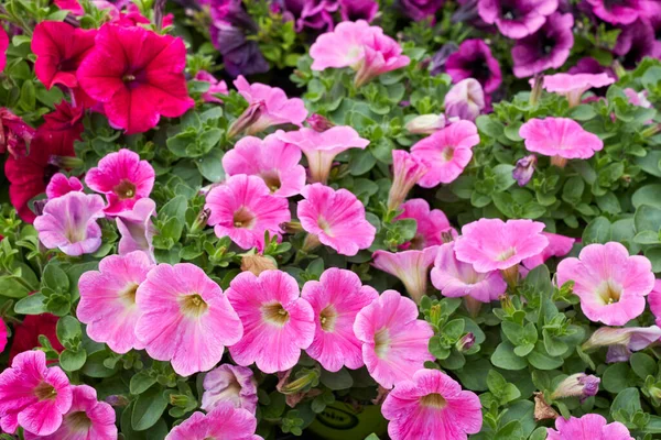 Bunte Blüten Von Petunia Atkinsiana Pflanzen — Stockfoto