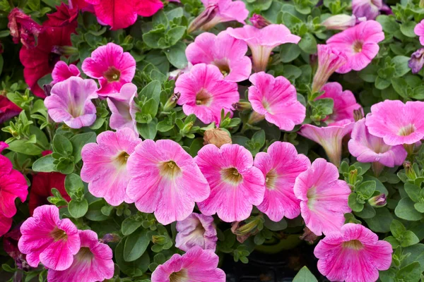 Petunya Atkinsiana Bitkilerinin Renkli Çiçekleri — Stok fotoğraf