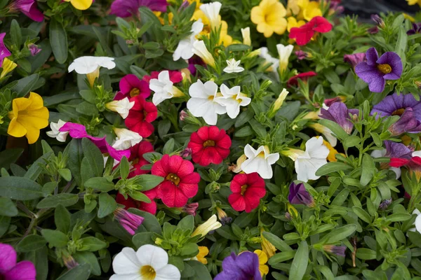 Petunia Calibrachoa Çiçek Açtı — Stok fotoğraf