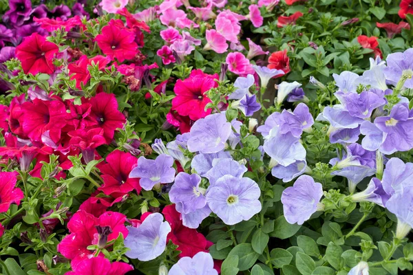 Färgglada Blommor Petunia Atkinsiana Växter — Stockfoto