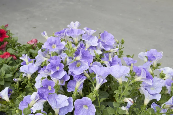 Färgglada Blommor Petunia Atkinsiana Växter — Stockfoto
