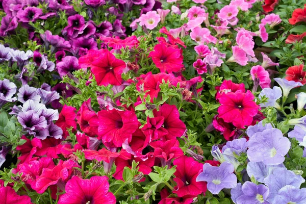 Färgglada Blommor Petunia Atkinsiana Växter — Stockfoto