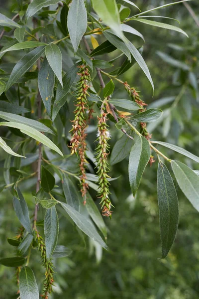 Tükürük alba dalı ve bagaj kapatın.