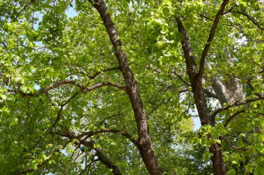 Corylus colurna şubesi ve bagajı kapatın.