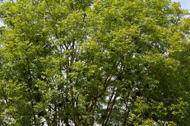 Fraxinus Excelsior şubesini kapatın.