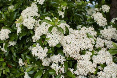 Pyracantha çalılığının beyaz rengi. 
