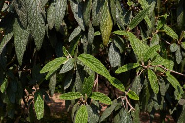 Viburnum Rhytidophyllum çiçek açtı