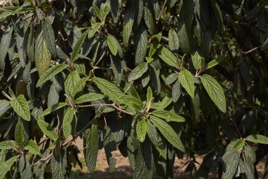 Viburnum Rhytidophyllum çiçek açtı