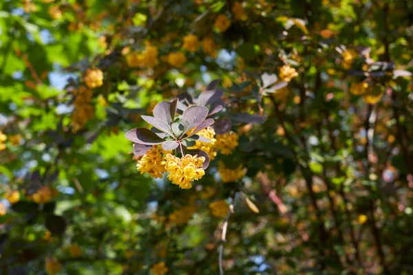 Inflorescencia Amarilla Del Arbusto Berberis Thunbergii Atropurpurea — Foto de Stock