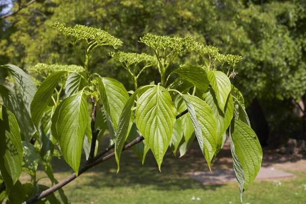 Cornus Alternifolia Träd Blom — Stockfoto