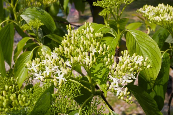 Cornus Alternifolia Albero Fiore — Foto Stock