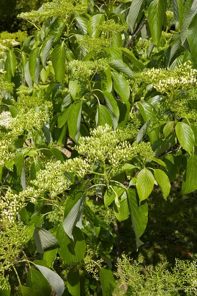 Cornus Alternifolia Árvore Flor — Fotografia de Stock