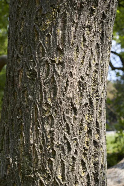 Getextureerde Schors Van Cornus Alternifolia Boom — Stockfoto