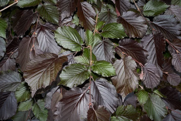 Corylus Maxima Reddish Foliage — Stock Photo, Image