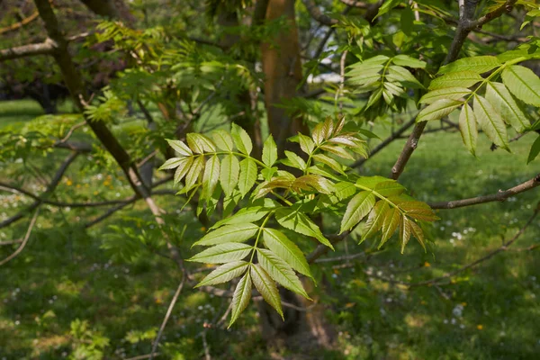 Fraxinus Excelsior Pobočka Zavřít — Stock fotografie