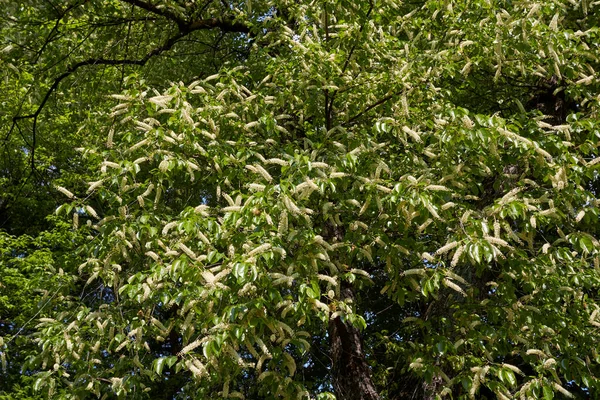 Prunus Serotina Strom Květu — Stock fotografie