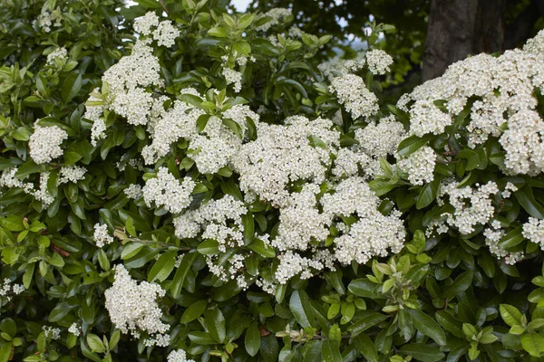 Bílá Květenství Keře Pyracantha — Stock fotografie