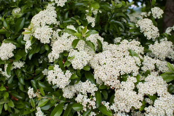 Inflorescência Branca Arbusto Pyracantha — Fotografia de Stock