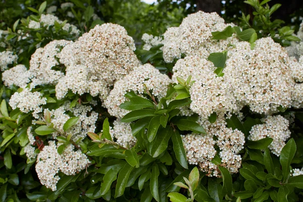 White Inflorescence Pyracantha Shrub — Stock Photo, Image