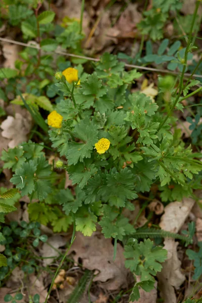 Feuilles Texturées Fleurs Jaunes Ranunculus Bulbosus Plant — Photo