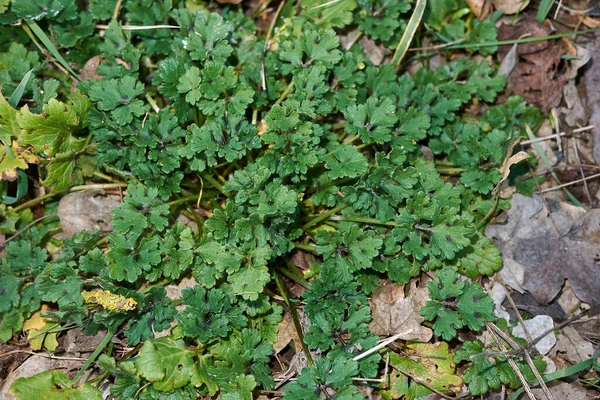 Feuilles Texturées Fleurs Jaunes Ranunculus Bulbosus Plant — Photo