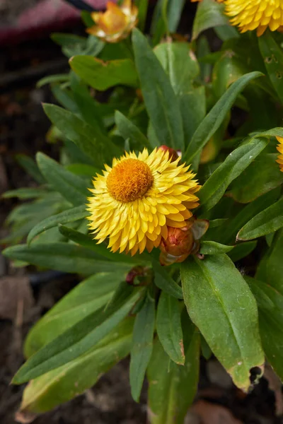 Xerochrysum Bracteatum Növény Virágzik — Stock Fotó