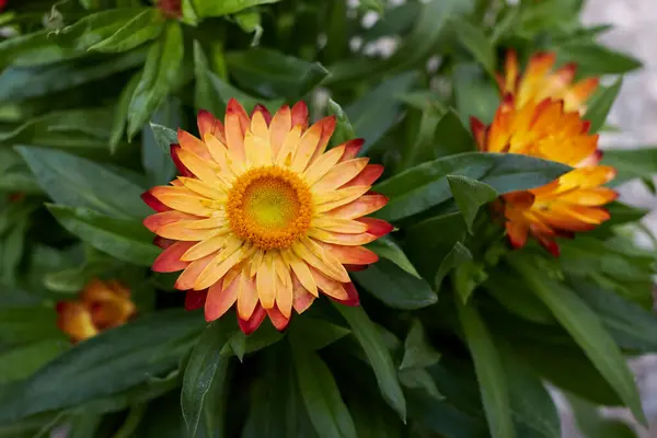 クセルクリュムブラクテアタムの花が咲きます — ストック写真